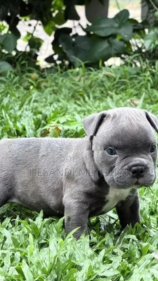 American Bully Puppies