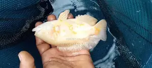 Oscar Fish