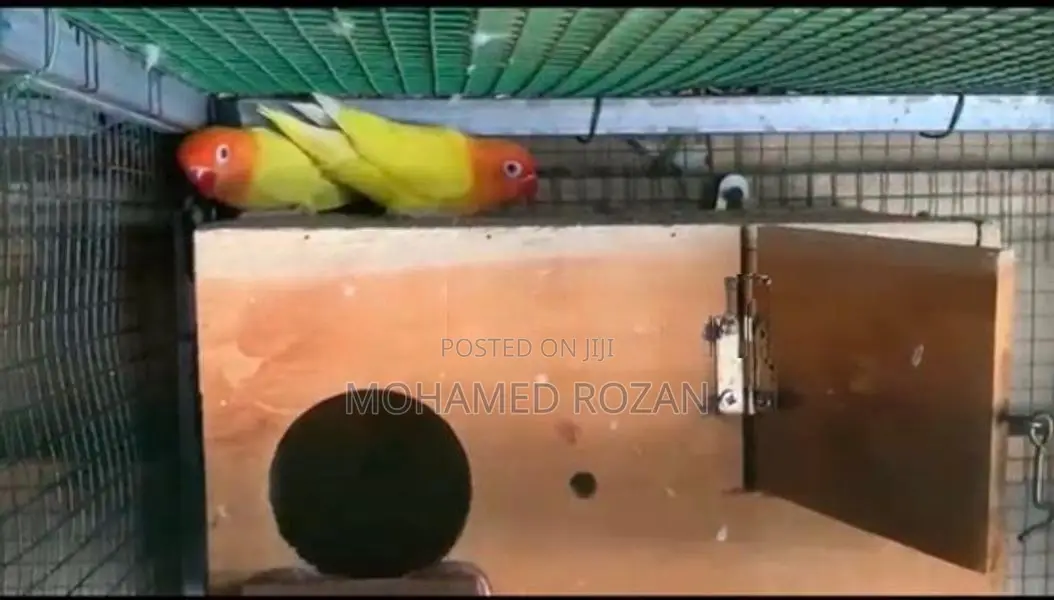 African Love Birds
