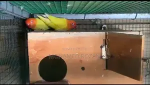 African Love Birds