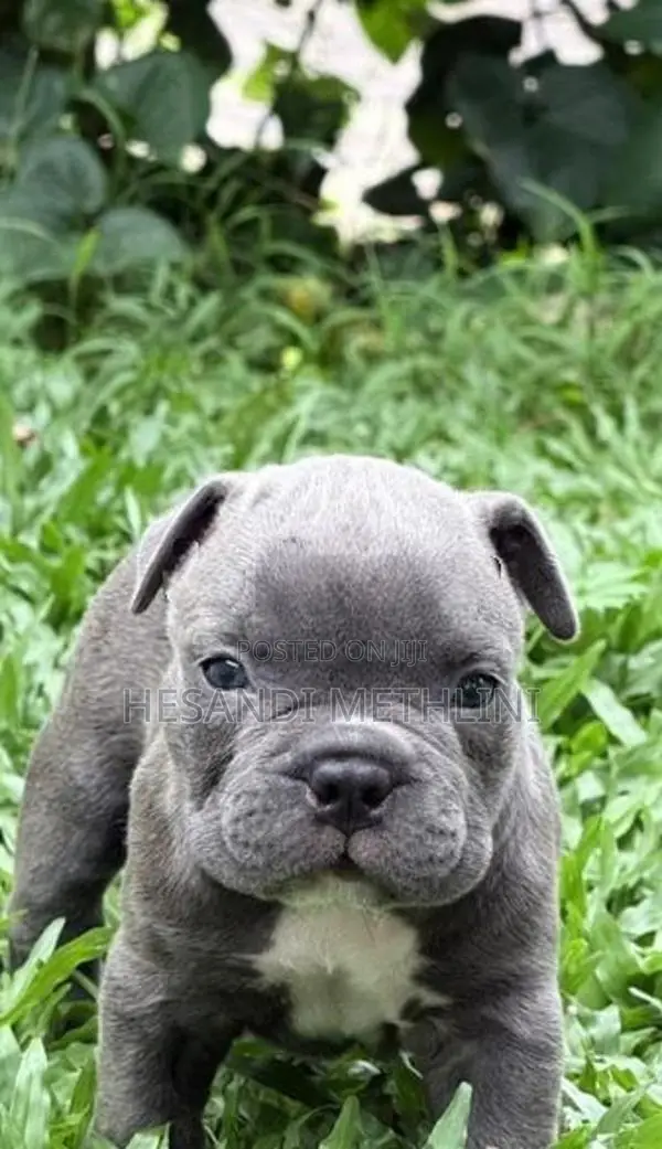 American Bully Puppies