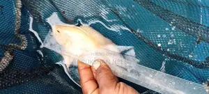 Oscar Fish