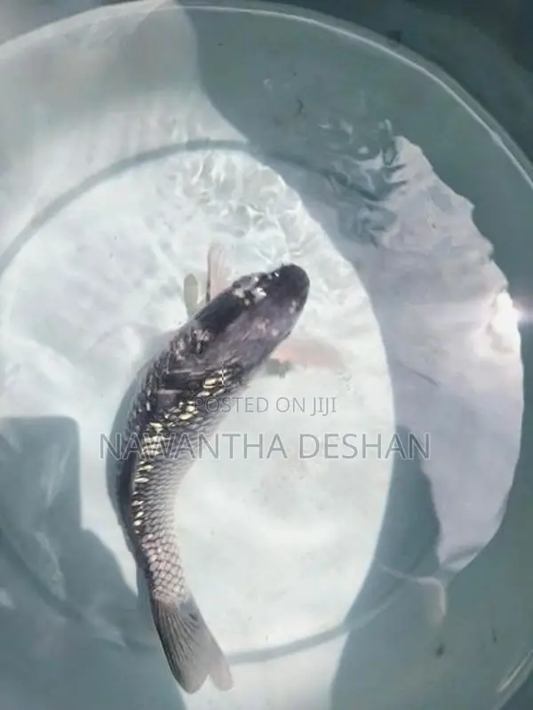 Koi Carp Fish