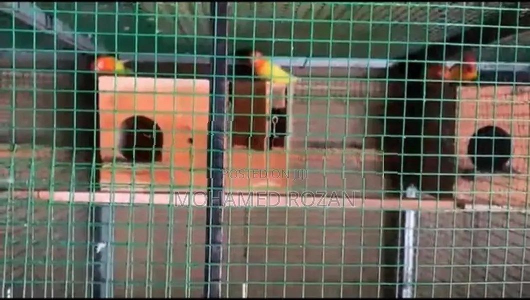 African Love Birds