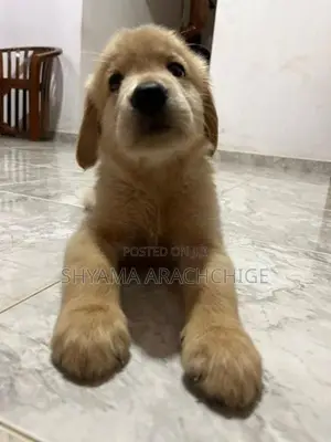 Golden Retriever