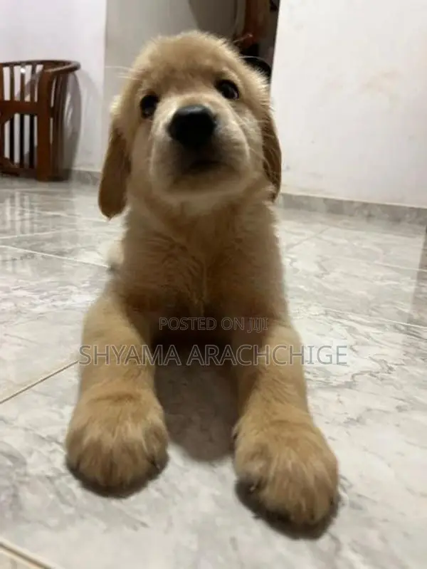 Golden Retriever
