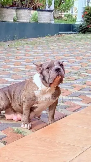 American Bully Puppies