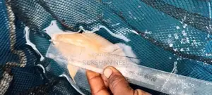 Oscar Fish