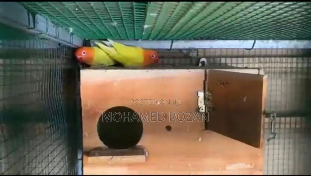 African Love Birds