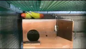 African Love Birds