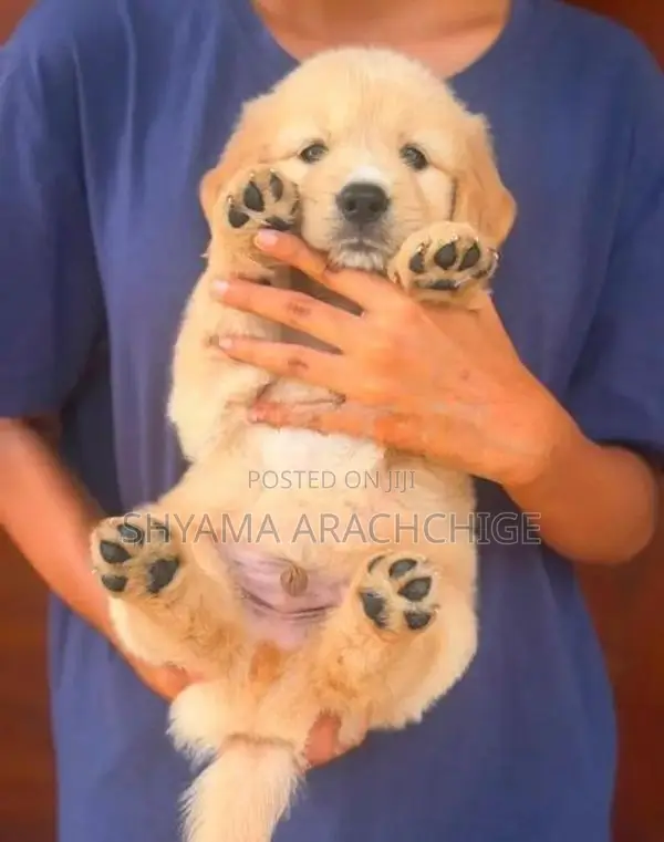 Golden Retriever