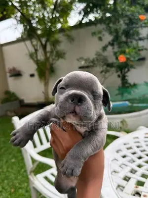 American Bully Puppies