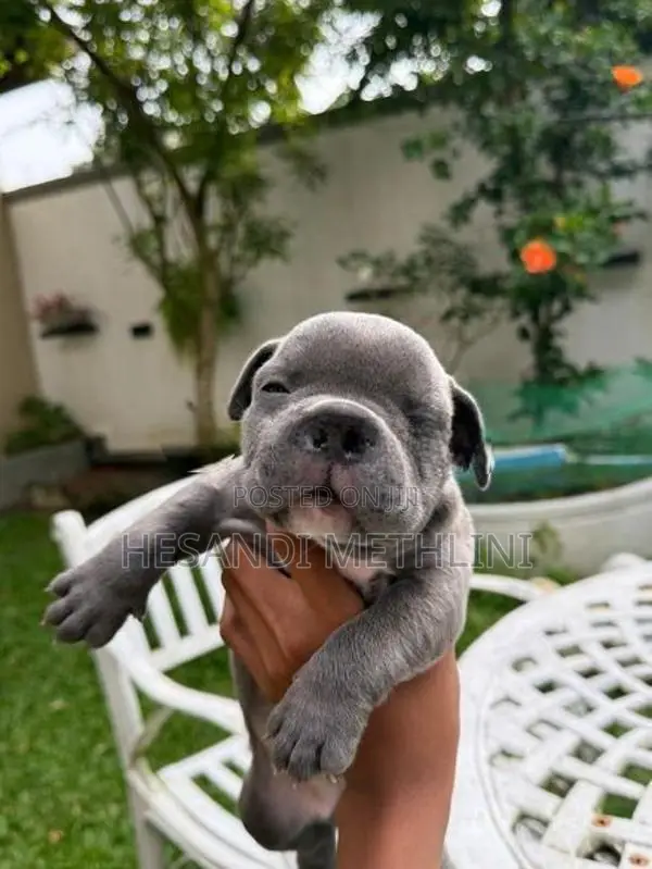 American Bully Puppies