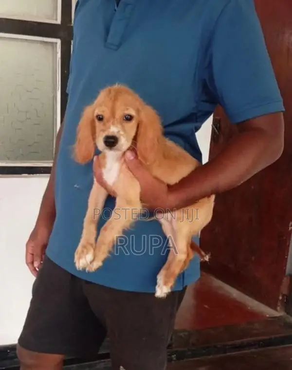 Cocker Spaniel Puppies