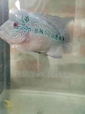 Flowerhorn Fish
