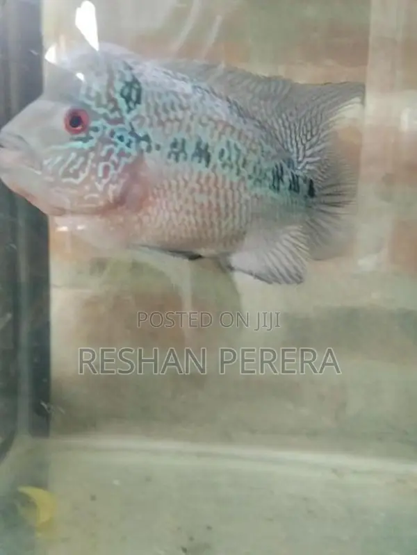 Flowerhorn Fish