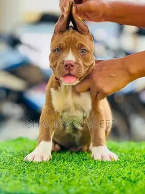 American bully