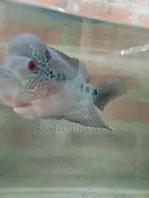 Flowerhorn Fish