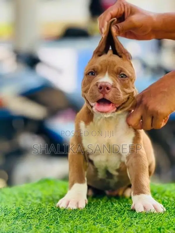 American bully