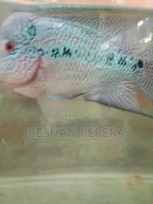Flowerhorn Fish