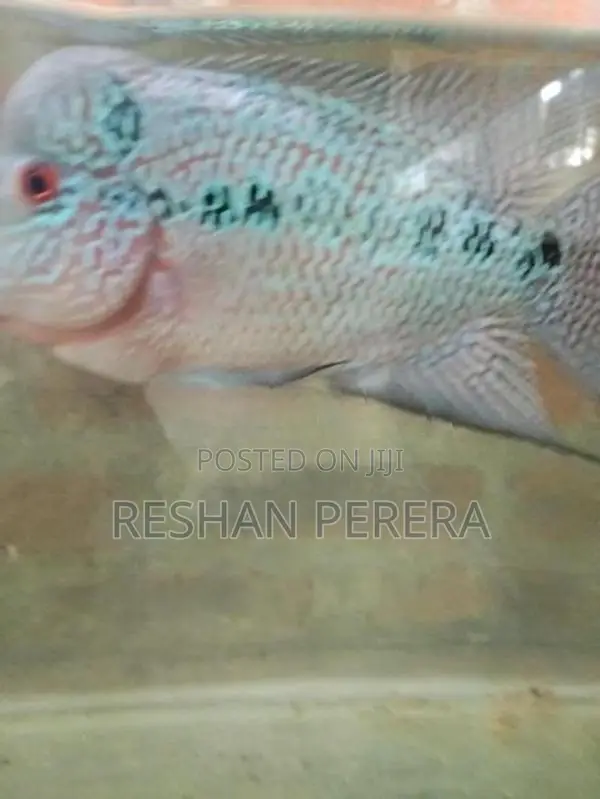 Flowerhorn Fish
