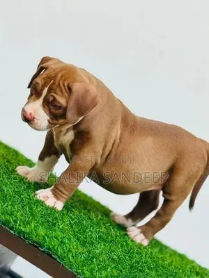 American bully