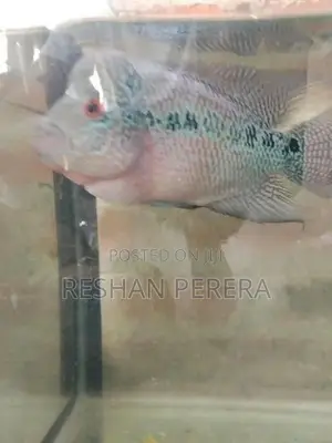 Flowerhorn Fish