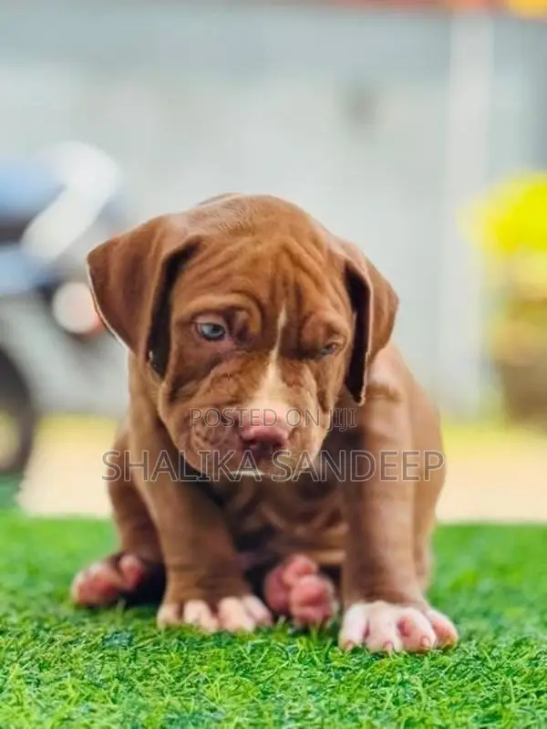 American bully