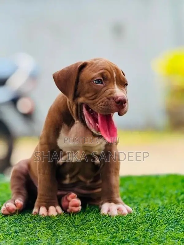 American bully