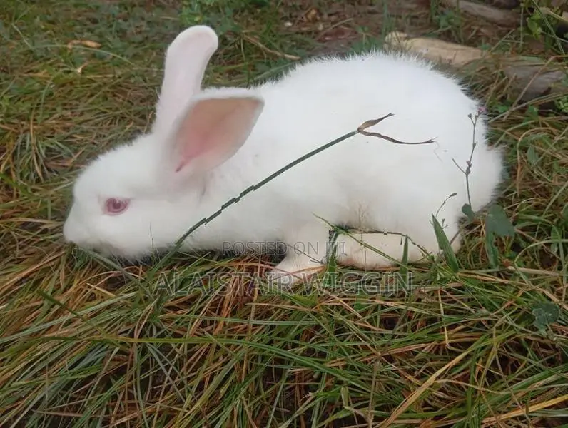 Newzeland Rabbits