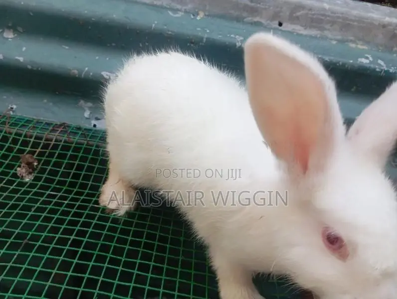 Newzeland Rabbits