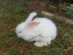 Newzeland Rabbits