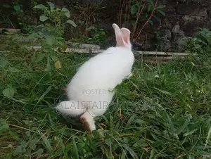 Newzeland Rabbits
