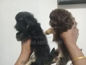 Shih Tzu Puppies