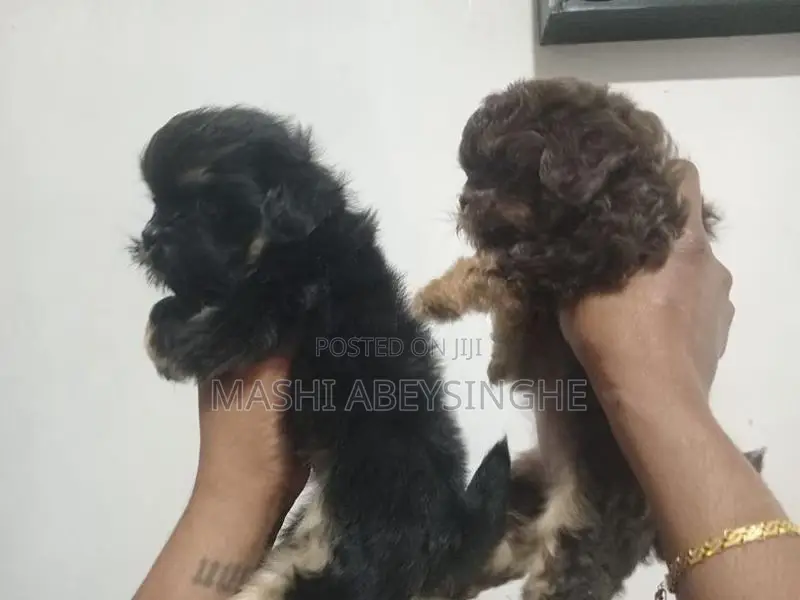 Shih Tzu Puppies