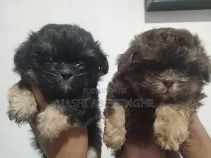 Shih Tzu Puppies