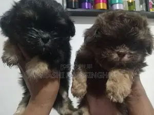 Shih Tzu Puppies