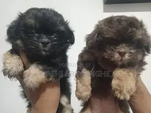 Shih Tzu Puppies