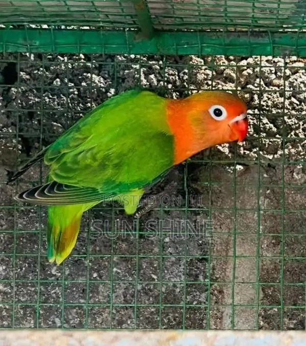African Love Bird