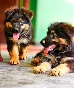 German Shepherd Puppy