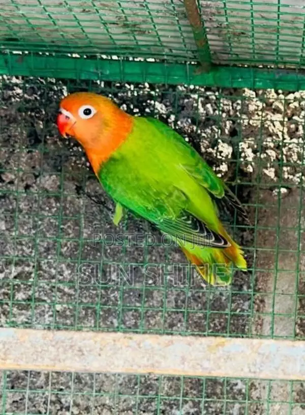 African Love Bird