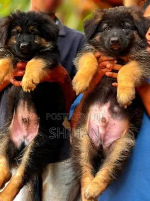 German Shepherd Puppy