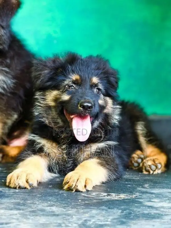 German Shepherd Puppy