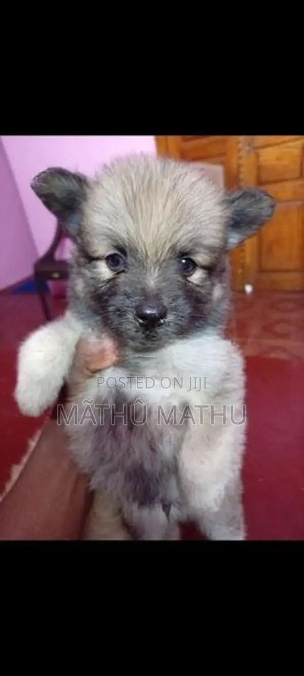 Lion Pomeranian Puppies