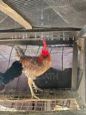 Rooster