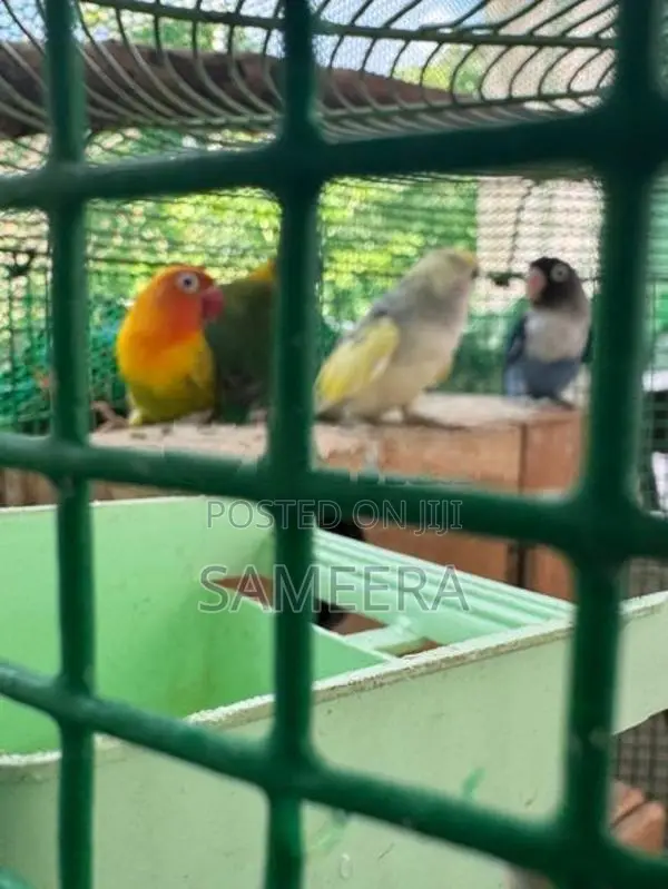 African loveBird