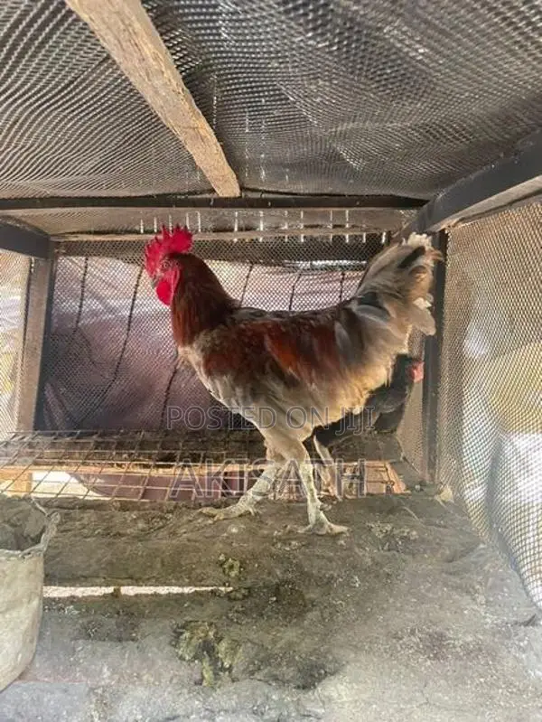 Rooster