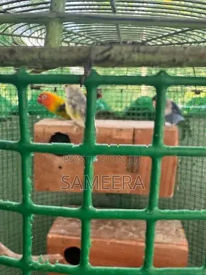 African loveBird