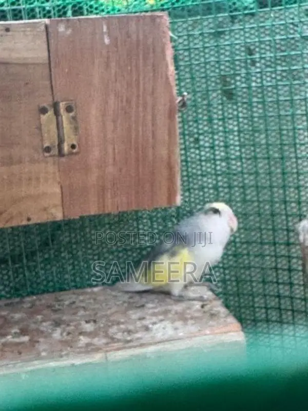 African loveBird