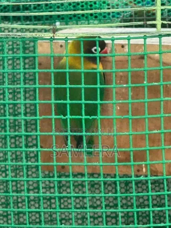 African loveBird